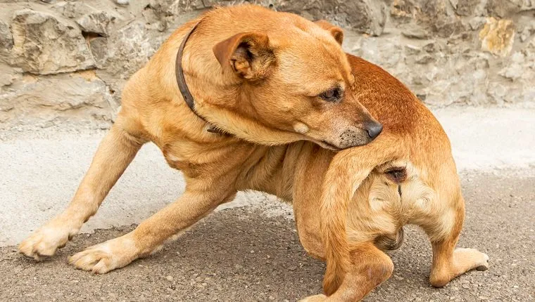 أكزيما الجلد عند الكلاب