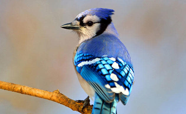 طائر الجليل