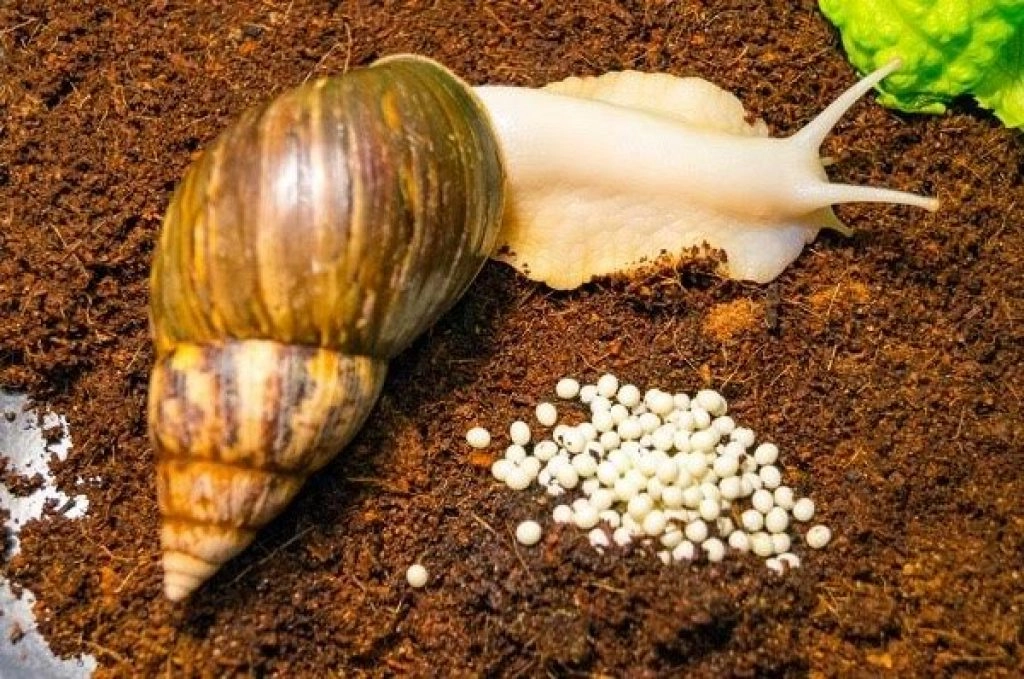 تربية الحلزون في المنزل