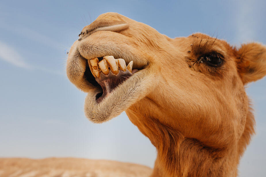 حيوانات الصحراء